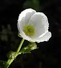 Ranunculus lyallii