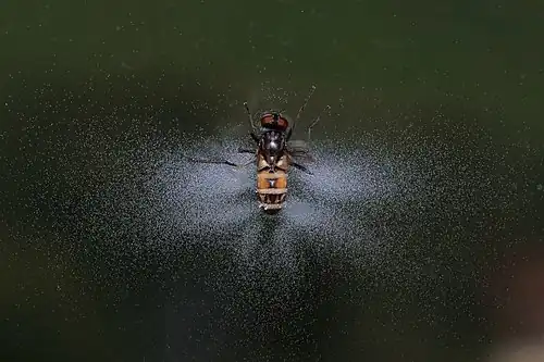 Porażona mucha domowa i wystrzelone zarodniki grzyba wokół niej