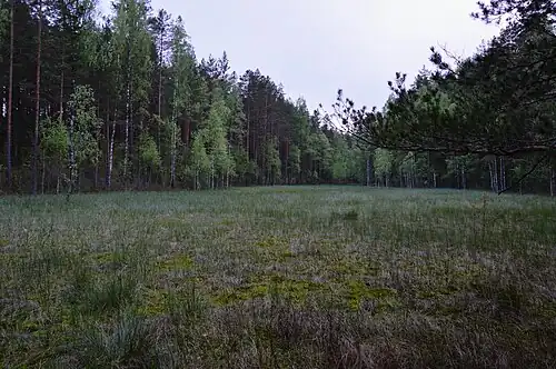 Obszar bagienny na terenie rezerwatu (2015)