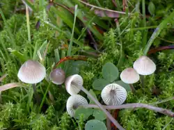 Grzybówka żółtawa