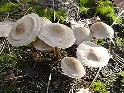 Grzybówka hełmiasta