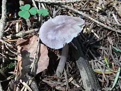 Grzybówka fioletowawa