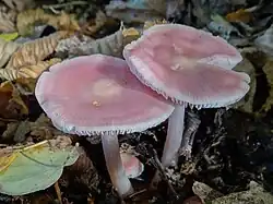 Grzybówka różowa