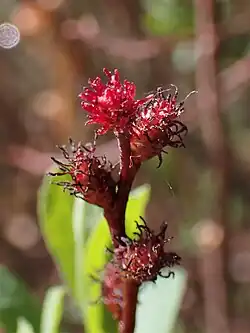 Kwiatostany żeńskie