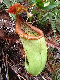 Nepenthes insignis