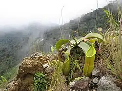 N. sanguinea w górach