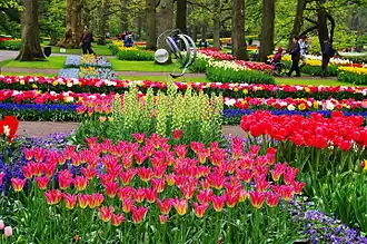 Ogród kwiatowy Keukenhof w Lisse