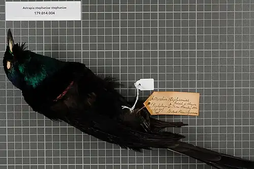 Samiec podgatunku nominatywnego (ze zbiorów Muzeum Historii Naturalnej w Lejdzie)