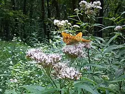 Dostojka malinowiec na sadźcu