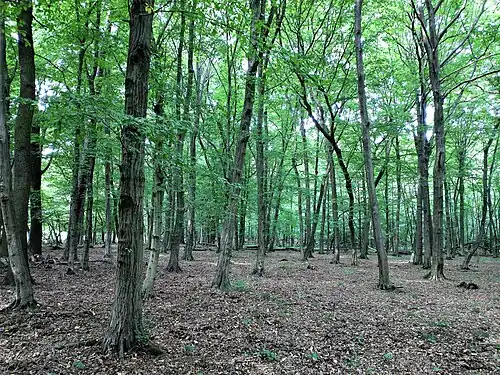 Fragment wnętrza rezerwatu