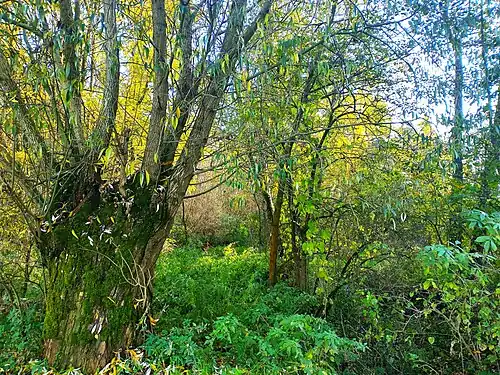 Wierzby we wnętrzu rezerwatu