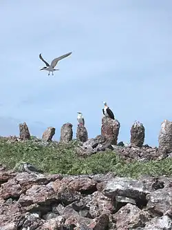 Zdjęcie. Ustawione pionowo kamienie i ptaki morskie.