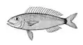 Nemipterus furcosus