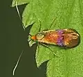 Nemophora fasciella, Wielka Brytania