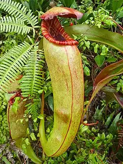 Nepenthes bokorensis; Kambodża