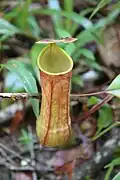 Nepenthes distillatoria; Cejlon
