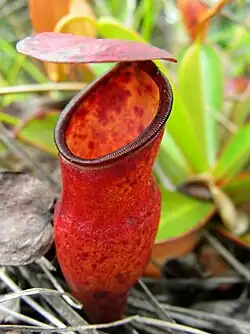 Nepenthes pervillei, Seszele