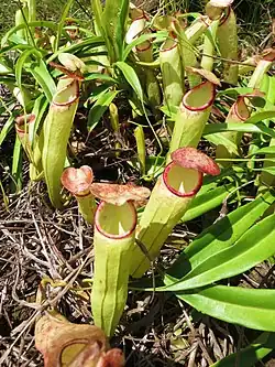 Nepenthes rosea; Tajlandia
