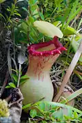 Nepenthes ventricosa