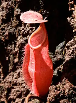 Nepenthes vieillardii; Nowa Kaledonia