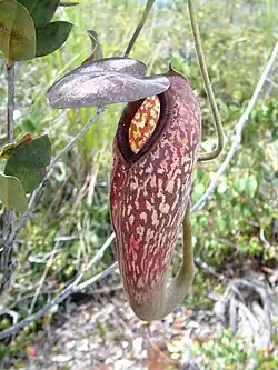Nepenthes klossii