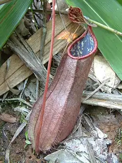Nepenthes tomoriana; Celebes