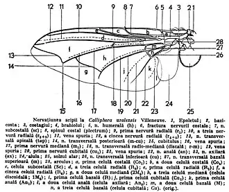 Użyłkowanie skrzydła plujki. 2: basicosta, 3: costagium, 5: żyłka barkowa (h), 6 przełom ż. kostalnej, 7: ż. subkostalna (sc), 8: plectrum, 9: pierwsza ż. radialna (r1), 10: trzecia ż. radialna (r2+r3), 11: nibyżyłka, 12: piąta ż. radialna (r4+r5), 13: ż. poprzeczna wierzchołkowa, 14: ż. poprzeczna tylna (m-cu), 15: cubitulus, 16: nibyżyłka, 17: pierwsza ż. medialna (m1), 18: poprzeczna ż. radialno-medialna (r-m), 19: nibyżyłka, 20: pierwsza żyłka kubitalna, 21: nibyżyłka, 22: ż. analna, 23: ż. pachowa, 24: płatek skrzydłowy, 25: łuseczka skrzydłowa, 26: poprzeczna ż. kubitalna (cu), 27: poprzeczna ż. medialna (m), 28 arculus. a: pierwsza komórka kostalna (Cu1), b: druga k. kostalna (Cu2), c: k. subkostalna, d: trzecia k. radialna (R3), e: pierwsza k. radialna (R1), f: piąta k. radialna (R5), g: druga k. medialna (2M2), h: k. dyskoidalna (1M2), i: pierwsza k. bazalna (R), j: pierwsza k. kubitalna (Cu1), k: pierwsza k. analna (An1), l: druga k. analna (An2), m: druga k. bazalna (M), n: trzecia k. bazalna (Cu)