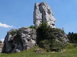 Niedźwiedź od północnego zachodu