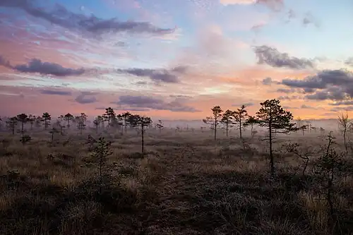 Bagna Niedrāju-Pilkas o świcie (2017)
