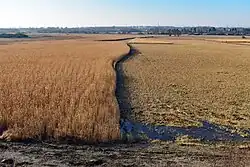 Trzciny i łąka koszona