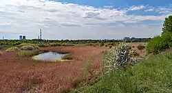 Staw i szuwar trzcinowy