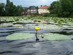 Wśród roślin z polskiej flory hydrochoria występuje np. u grążela żółtego.