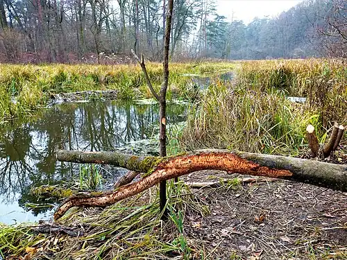 Widok zza Kanału Zaborowskiego