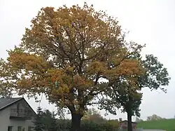 Dąb szypułkowy i jesion wyniosły – pomniki przyrody