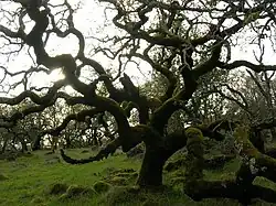 Dąb pokryty mchem rosnący na terenie parku.