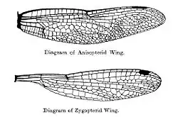 Zestawienie skrzydeł ważek: Anisoptera (u góry) i Zygoptera