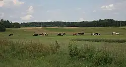 Pastwisko w Olendrach