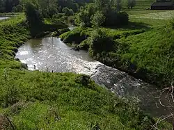 Olszynka w Święcanach