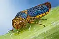 Oncometopia orbona (Cicadellinae)