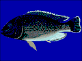Oreochromis karongae