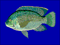 Oreochromis macrochir