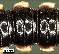 Wyraźne podłużne bruzdy między paranotami występujące u większości węzławcowatych