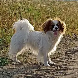 Phalene - spaniel miniaturowy kontynentalny