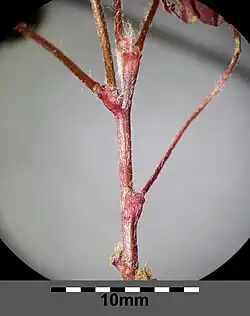 Łodyga z uszkowatymi przylistkami