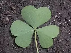 Dolna strona liścia