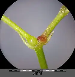 Rozgałęzienie kwiatostanu z przysadkami i zgrubiałymi kolankami