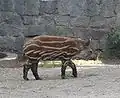 Mały tapirek z wrocławskiego zoo