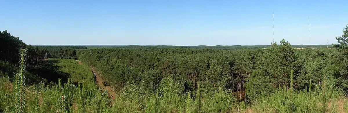 Widok ze szczytu wydmy śródlądowej, w pobliżu dawnego poligonu Kabat w Puszczy Bydgoskiej