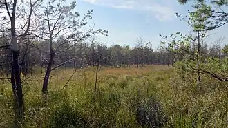 Ścieżka przyrodnicza „Kobyle Jezioro” w rezerwacie Źródła Tanwi