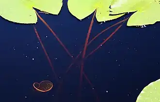 Długie ogonki liści